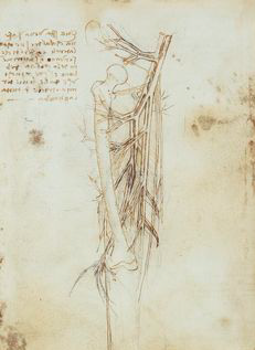da Vinci's anatomical drawing
